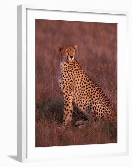 Cheetah, Masai Mara, Kenya-Dee Ann Pederson-Framed Premium Photographic Print