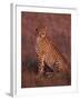 Cheetah, Masai Mara, Kenya-Dee Ann Pederson-Framed Premium Photographic Print