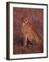 Cheetah, Masai Mara, Kenya-Dee Ann Pederson-Framed Premium Photographic Print