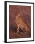 Cheetah, Masai Mara, Kenya-Dee Ann Pederson-Framed Premium Photographic Print