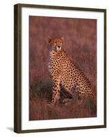 Cheetah, Masai Mara, Kenya-Dee Ann Pederson-Framed Photographic Print