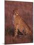 Cheetah, Masai Mara, Kenya-Dee Ann Pederson-Mounted Photographic Print