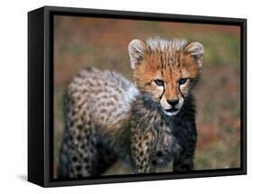 Cheetah, Masai Mara, Kenya-Joe Restuccia III-Framed Stretched Canvas