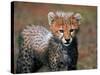 Cheetah, Masai Mara, Kenya-Joe Restuccia III-Stretched Canvas