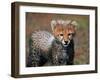 Cheetah, Masai Mara, Kenya-Joe Restuccia III-Framed Photographic Print