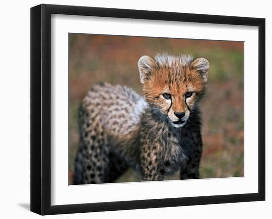 Cheetah, Masai Mara, Kenya-Joe Restuccia III-Framed Photographic Print