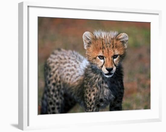 Cheetah, Masai Mara, Kenya-Joe Restuccia III-Framed Photographic Print