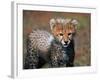 Cheetah, Masai Mara, Kenya-Joe Restuccia III-Framed Photographic Print