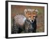 Cheetah, Masai Mara, Kenya-Joe Restuccia III-Framed Photographic Print