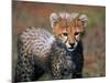 Cheetah, Masai Mara, Kenya-Joe Restuccia III-Mounted Photographic Print