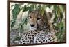 Cheetah, Masai Mara, Kenya.-Sergio Pitamitz-Framed Photographic Print