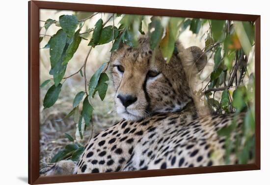 Cheetah, Masai Mara, Kenya.-Sergio Pitamitz-Framed Photographic Print