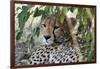 Cheetah, Masai Mara, Kenya.-Sergio Pitamitz-Framed Photographic Print