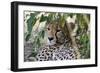 Cheetah, Masai Mara, Kenya.-Sergio Pitamitz-Framed Photographic Print