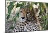 Cheetah, Masai Mara, Kenya.-Sergio Pitamitz-Mounted Photographic Print