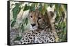 Cheetah, Masai Mara, Kenya.-Sergio Pitamitz-Framed Stretched Canvas