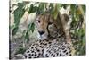 Cheetah, Masai Mara, Kenya.-Sergio Pitamitz-Stretched Canvas