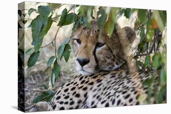 Cheetah, Masai Mara, Kenya.-Sergio Pitamitz-Stretched Canvas