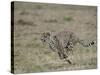 Cheetah, Masai Mara National Reserve, Kenya, East Africa, Africa-James Hager-Stretched Canvas