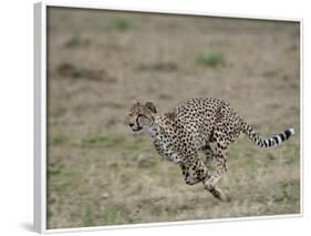 Cheetah, Masai Mara National Reserve, Kenya, East Africa, Africa-James Hager-Framed Photographic Print