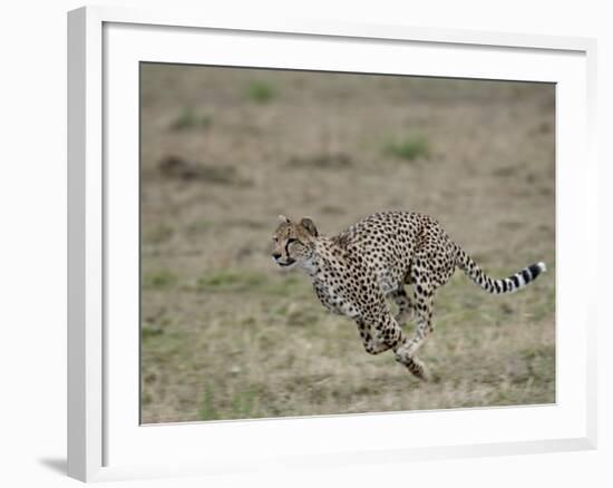 Cheetah, Masai Mara National Reserve, Kenya, East Africa, Africa-James Hager-Framed Photographic Print