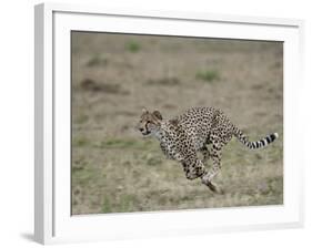 Cheetah, Masai Mara National Reserve, Kenya, East Africa, Africa-James Hager-Framed Photographic Print