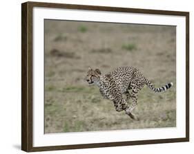 Cheetah, Masai Mara National Reserve, Kenya, East Africa, Africa-James Hager-Framed Photographic Print