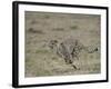 Cheetah, Masai Mara National Reserve, Kenya, East Africa, Africa-James Hager-Framed Photographic Print