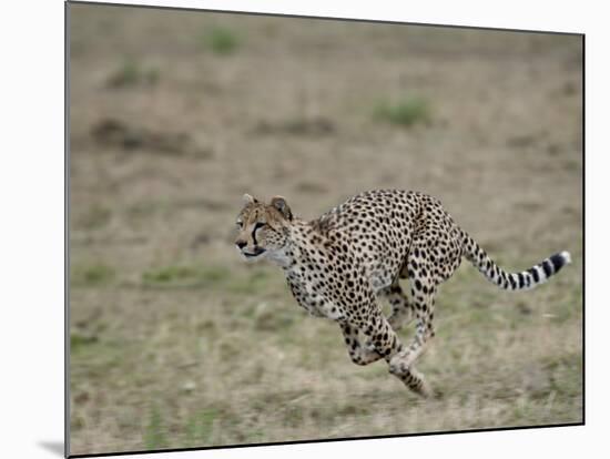 Cheetah, Masai Mara National Reserve, Kenya, East Africa, Africa-James Hager-Mounted Photographic Print