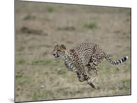 Cheetah, Masai Mara National Reserve, Kenya, East Africa, Africa-James Hager-Mounted Photographic Print