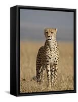 Cheetah, Masai Mara National Reserve, Kenya, East Africa, Africa-James Hager-Framed Stretched Canvas