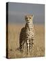 Cheetah, Masai Mara National Reserve, Kenya, East Africa, Africa-James Hager-Stretched Canvas