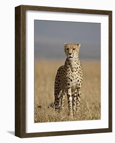 Cheetah, Masai Mara National Reserve, Kenya, East Africa, Africa-James Hager-Framed Photographic Print