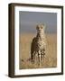 Cheetah, Masai Mara National Reserve, Kenya, East Africa, Africa-James Hager-Framed Photographic Print