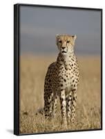 Cheetah, Masai Mara National Reserve, Kenya, East Africa, Africa-James Hager-Framed Photographic Print