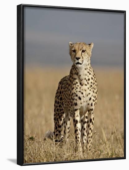 Cheetah, Masai Mara National Reserve, Kenya, East Africa, Africa-James Hager-Framed Photographic Print