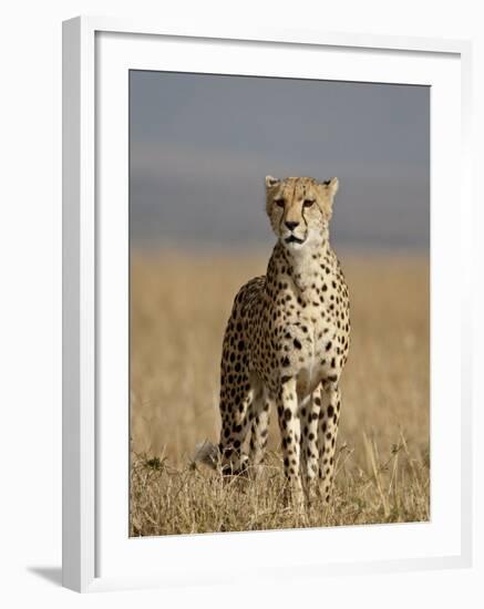 Cheetah, Masai Mara National Reserve, Kenya, East Africa, Africa-James Hager-Framed Photographic Print