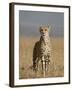 Cheetah, Masai Mara National Reserve, Kenya, East Africa, Africa-James Hager-Framed Photographic Print