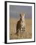 Cheetah, Masai Mara National Reserve, Kenya, East Africa, Africa-James Hager-Framed Photographic Print