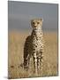 Cheetah, Masai Mara National Reserve, Kenya, East Africa, Africa-James Hager-Mounted Photographic Print