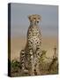 Cheetah, Masai Mara National Reserve, Kenya, East Africa, Africa-James Hager-Stretched Canvas