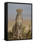 Cheetah, Masai Mara National Reserve, Kenya, East Africa, Africa-James Hager-Framed Stretched Canvas