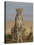 Cheetah, Masai Mara National Reserve, Kenya, East Africa, Africa-James Hager-Stretched Canvas