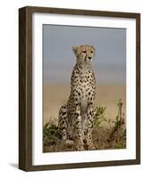 Cheetah, Masai Mara National Reserve, Kenya, East Africa, Africa-James Hager-Framed Photographic Print