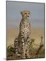 Cheetah, Masai Mara National Reserve, Kenya, East Africa, Africa-James Hager-Mounted Photographic Print