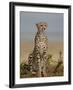 Cheetah, Masai Mara National Reserve, Kenya, East Africa, Africa-James Hager-Framed Photographic Print