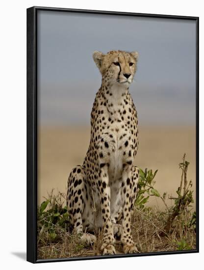 Cheetah, Masai Mara National Reserve, Kenya, East Africa, Africa-James Hager-Framed Photographic Print