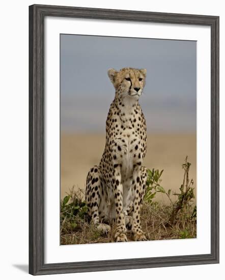 Cheetah, Masai Mara National Reserve, Kenya, East Africa, Africa-James Hager-Framed Photographic Print