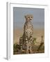 Cheetah, Masai Mara National Reserve, Kenya, East Africa, Africa-James Hager-Framed Photographic Print