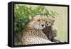Cheetah Mother and 8-9 Week Old Cubs-null-Framed Stretched Canvas